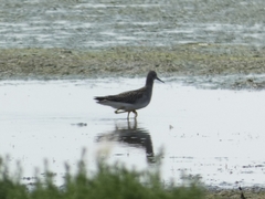 Charadriiformes