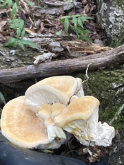 Bondarzewia berkeleyi