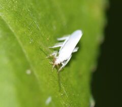 Coniopterygidae