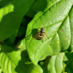 Dasysyrphus tricinctus