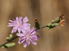 Stephanomeria lactucina