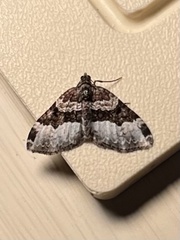 Euphyia intermediata