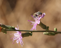 Anthophora urbana