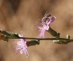 Anthophora urbana