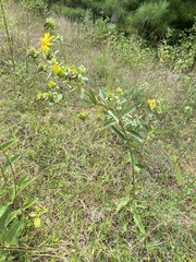 Silphium asteriscus