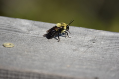 Bombus griseocollis