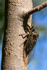 Neotibicen canicularis