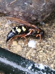 Sphecius speciosus
