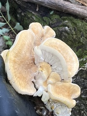 Bondarzewia berkeleyi