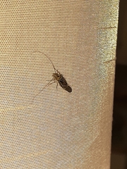 Cerastipsocus venosus