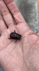 Pentodontini