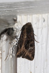 Helotropha reniformis