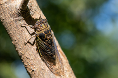 Neotibicen canicularis