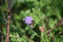 Helophilus fasciatus