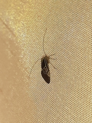 Cerastipsocus venosus