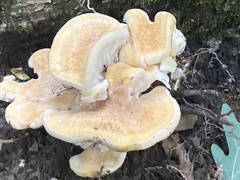 Bondarzewia berkeleyi