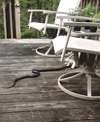 Pantherophis alleghaniensis