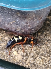Sphecius speciosus