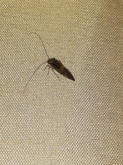 Cerastipsocus venosus