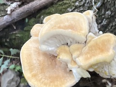 Bondarzewia berkeleyi