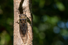 Neotibicen canicularis