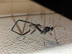 Pelecinus polyturator