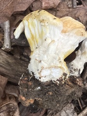 Bondarzewia berkeleyi