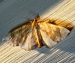 Eulithis diversilineata