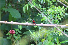 Ramphocelus dimidiatus
