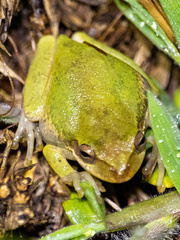 Hyla squirella