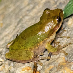Hyla squirella