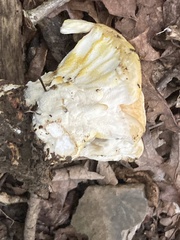 Bondarzewia berkeleyi
