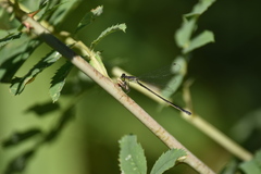 Ischnura