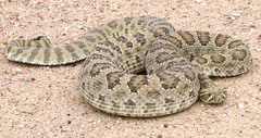 Crotalus viridis