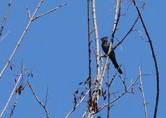 Phainopepla nitens
