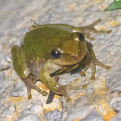 Hyla squirella