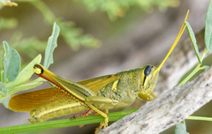 Schistocerca lineata