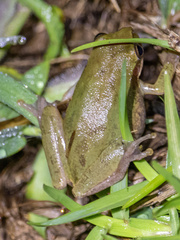 Hyla squirella