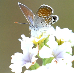 Brephidium exilis