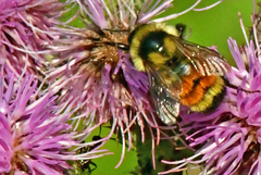 Bombus ternarius