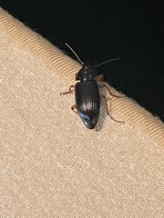 Pseudoophonus
