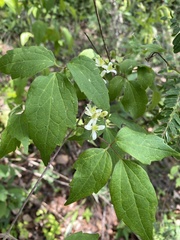 Clematis dioica