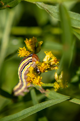 Trichordestra legitima