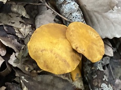 Suillus