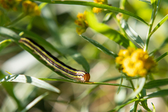 Trichordestra legitima