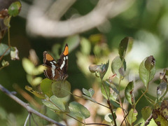 Adelpha californica