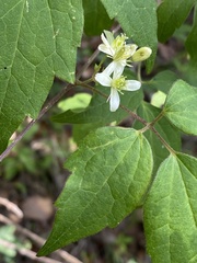 Clematis dioica