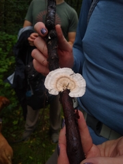 Trametes pubescens
