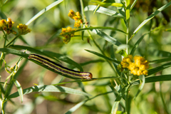 Trichordestra legitima