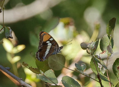 Adelpha californica